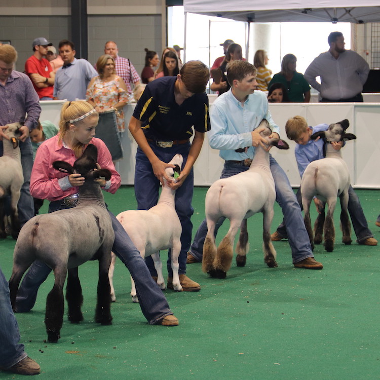 Jackson, Norton, Parker win state goat and lamb shows